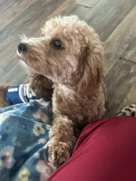 Amy, a female Goldendoodle for sale in Augusta, GA – Photo 5 of 5