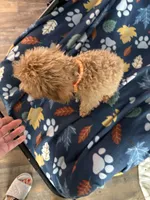 Pup8 AKC orange collar reduced price, a male Poodle - Toy  for sale in Augusta, GA – 2 of 4