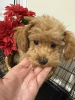 Pup3 (silver collar) AKC , a female Poodle - Toy  for sale in Augusta, GA – 2 of 6