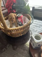 Pup2 AKC , a male Poodle - Toy  for sale in Augusta, GA – 1 of 6