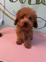 Bebe, a female Poodle - Toy  for sale in Augusta, GA – Photo 4 of 4