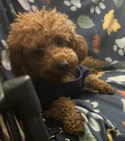 Bebe, a female Poodle - Toy  for sale in Augusta, GA – Photo 2 of 4