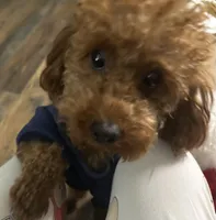 Bebe, a female Poodle - Toy  for sale in Augusta, GA – Photo 3 of 4