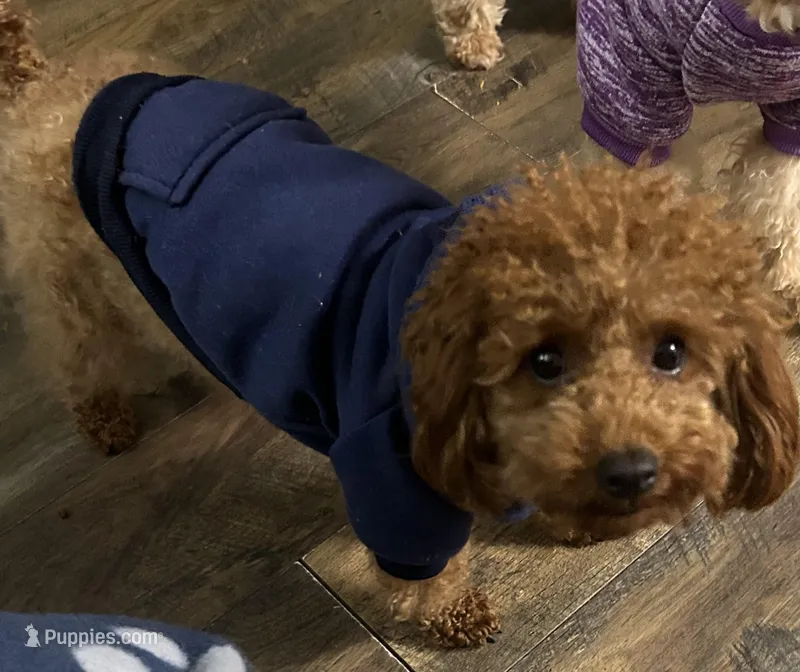 Bebe, a female Poodle - Toy  for sale in Augusta, GA – Photo 1 of 4