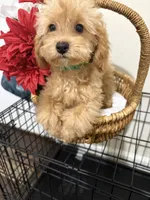 Pup2 (green collar) AKC -Price 200 reduced, a male Poodle - Toy  for sale in Augusta, GA – 8 of 8