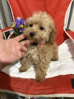 Pup4 (hot pink collar) AKC , a female Poodle - Toy  for sale in Augusta, GA – 5 of 5