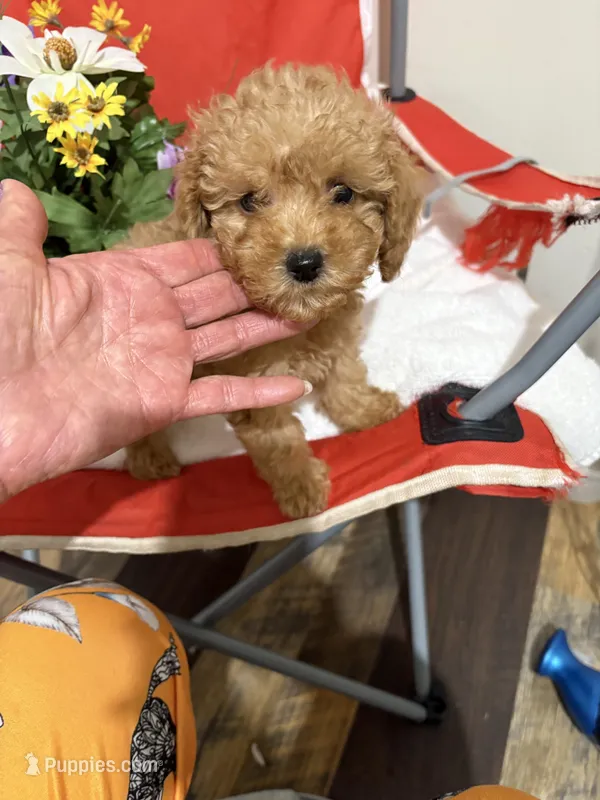 Pup2 (green collar) AKC  – Poodle - Toy  puppy for sale in Augusta, GA