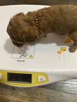 Pup2 AKC , a male Poodle - Toy  for sale in Augusta, GA – 6 of 6