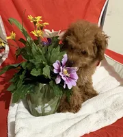 Pup7 Blue collar AKC , a female Poodle - Toy  for sale in Augusta, GA – 4 of 7