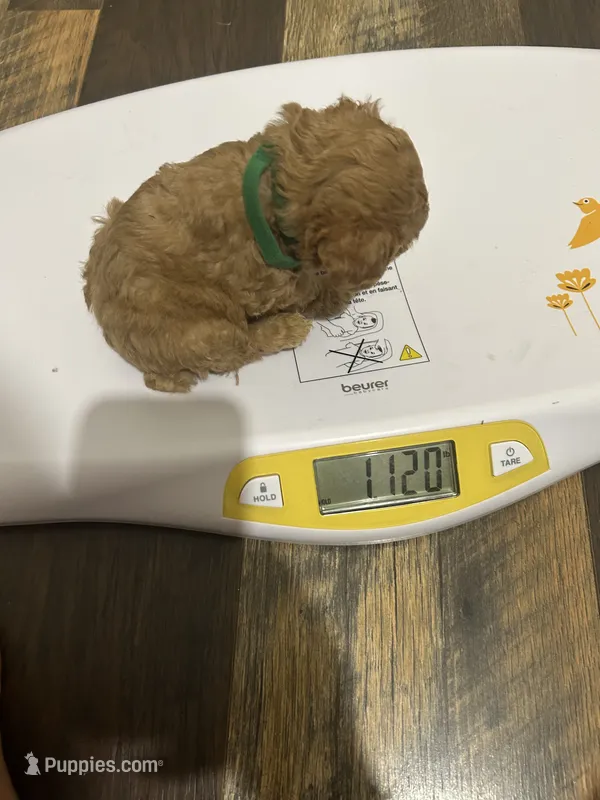 Pup1 green collar AKC  – Poodle - Toy  puppy for sale in Augusta, GA