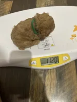 Pup1 green collar AKC , a male Poodle - Toy  for sale in Augusta, GA – 1 of 5