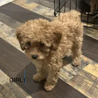 Girl2 (yellow collar), a female Poodle - Toy  for sale in Augusta, GA – Photo 1 of 2