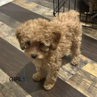 Girl2 (yellow collar), a female Poodle - Toy  for sale in Augusta, GA – Photo 1 of 2