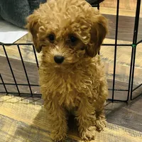 Girl2 (yellow collar), a female Poodle - Toy  for sale in Augusta, GA – Photo 2 of 2