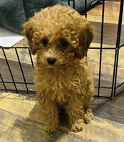 Girl2 (yellow collar), a female Poodle - Toy  for sale in Augusta, GA – Photo 2 of 2