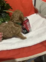 Pup1 green collar AKC , a male Poodle - Toy  for sale in Augusta, GA – 5 of 5
