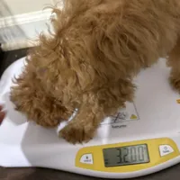 Pup7 Blue collar AKC , a female Poodle - Toy  for sale in Augusta, GA – 5 of 7