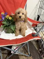 Pup5 Red Collar AKC -reduced price , a female Poodle - Toy  for sale in Augusta, GA – 4 of 5