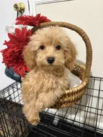 Pup2 (green collar) AKC -Price 200 reduced, a male Poodle - Toy  for sale in Augusta, GA – 5 of 8