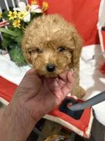 Pup2 (green collar) AKC , a male Poodle - Toy  for sale in Augusta, GA – 4 of 4