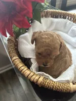 Pup2 AKC , a male Poodle - Toy  for sale in Augusta, GA – 3 of 6