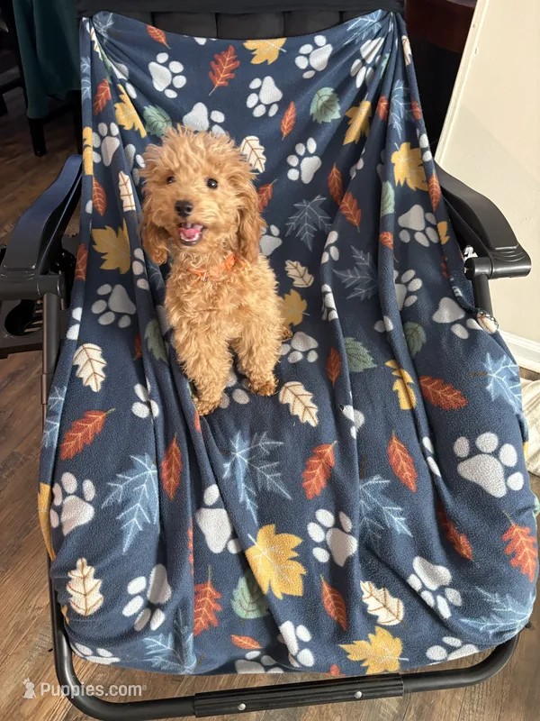 Pup8 AKC orange collar reduced price – Poodle - Toy  puppy for sale in Augusta, GA