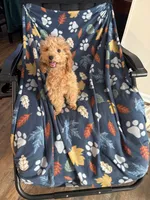 Pup8 AKC orange collar reduced price, a male Poodle - Toy  for sale in Augusta, GA – 1 of 4
