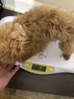 Pup3 (silver collar) AKC , a female Poodle - Toy  for sale in Augusta, GA – 3 of 6