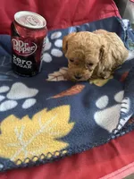 Pup2 AKC , a male Poodle - Toy  for sale in Augusta, GA – 2 of 6