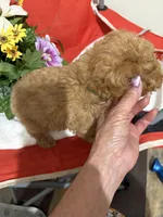 Pup2 (green collar) AKC , a male Poodle - Toy  for sale in Augusta, GA – 3 of 4