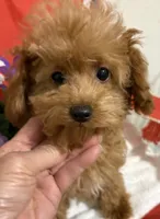 Pup3 (silver collar) AKC , a female Poodle - Toy  for sale in Augusta, GA – 4 of 6