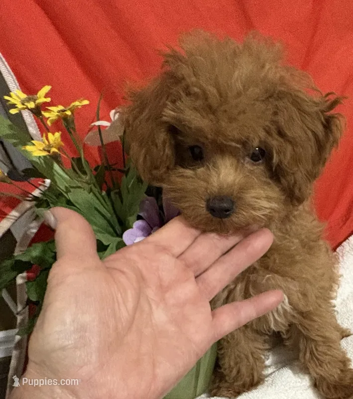 Pup7 Blue collar AKC  – Poodle - Toy  puppy for sale in Augusta, GA