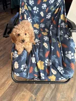 Pup8 AKC orange collar reduced price, a male Poodle - Toy  for sale in Augusta, GA – 3 of 4