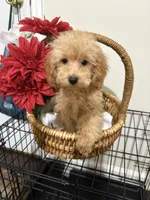 Pup2 (green collar) AKC -Price 200 reduced, a male Poodle - Toy  for sale in Augusta, GA – 7 of 8