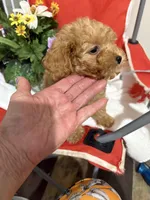 Pup2 (green collar) AKC , a male Poodle - Toy  for sale in Augusta, GA – 2 of 4
