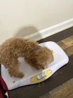 Pup6 purple collar AKC -  low price, a male Poodle - Toy  for sale in Augusta, GA – 2 of 5