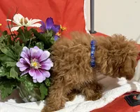 Pup7 Blue collar AKC , a female Poodle - Toy  for sale in Augusta, GA – 7 of 7