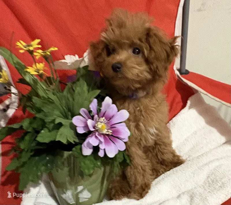 Pup3 (silver collar) AKC  – Poodle - Toy  puppy for sale in Augusta, GA