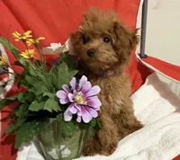 Pup3 (silver collar) AKC , a female Poodle - Toy  for sale in Augusta, GA – 1 of 6