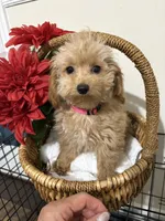 Pup4 (hot pink collar) AKC , a female Poodle - Toy  for sale in Augusta, GA – 4 of 5