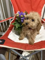 Pup4 (hot pink collar) AKC , a female Poodle - Toy  for sale in Augusta, GA – 2 of 5