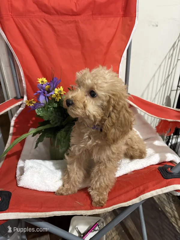 Pup6 purple collar AKC -  low price – Poodle - Toy  puppy for sale in Augusta, GA