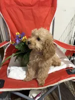 Pup6 purple collar AKC -  low price, a male Poodle - Toy  for sale in Augusta, GA – 1 of 5