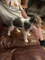 Lady Katherine Percy, a female Wire Fox Terrier for sale in Mexico, MO – 4 of 8