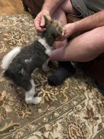 Gatling, a male Wire Fox Terrier for sale in Mexico, MO – 7 of 8
