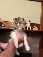 Lady Katherine Percy, a female Wire Fox Terrier for sale in Mexico, MO – 2 of 8