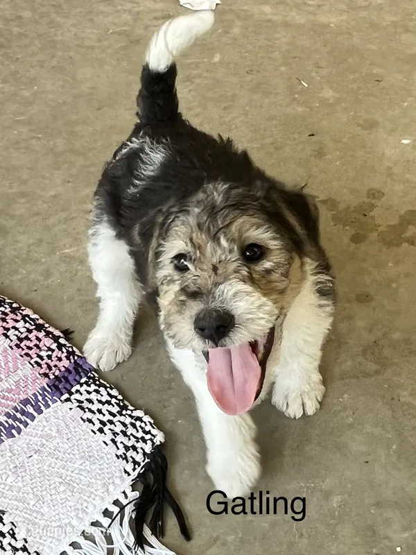 Gatling – Wire Fox Terrier puppy for sale in Mexico, MO