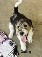 Gatling, a male Wire Fox Terrier for sale in Mexico, MO – 1 of 1