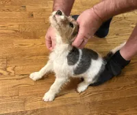 Kimber, a female Wire Fox Terrier for sale in Mexico, MO – 6 of 7