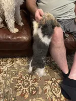 Gatling, a male Wire Fox Terrier for sale in Mexico, MO – 4 of 8
